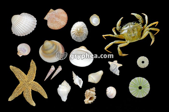 Organismes carbonatés - gryphea.com